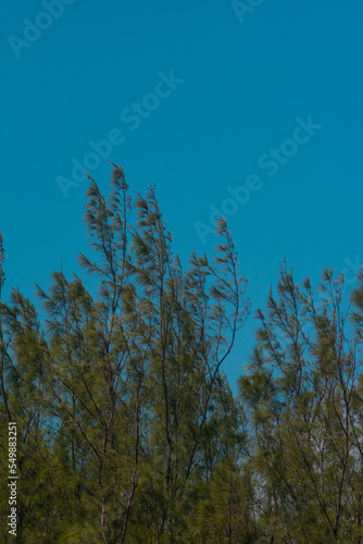 Arvores e o céu.