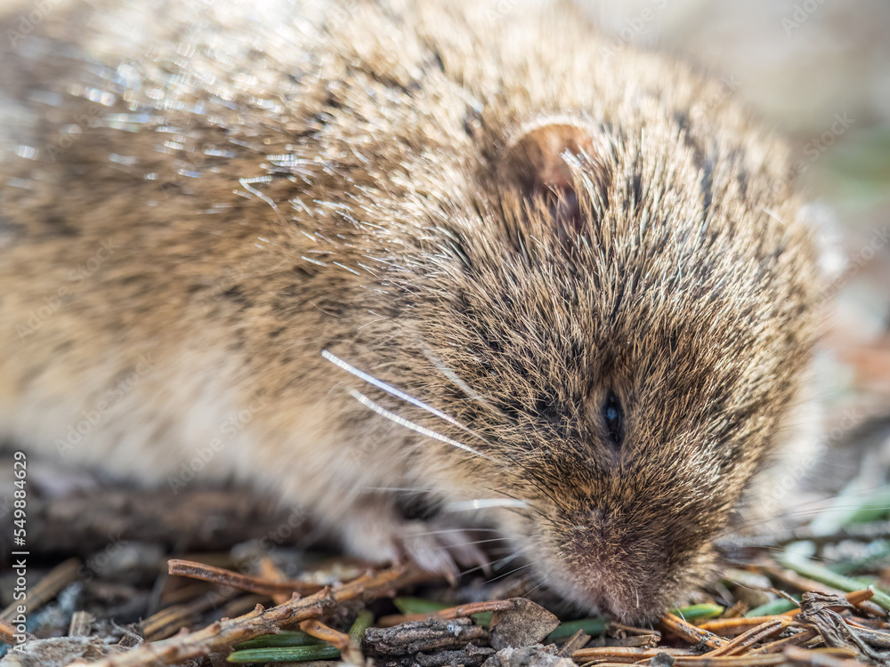A closeup of a Common vole, Microtus arvalis, on the ground with a blurry background A closeup of a Common vole, Microtus arvalis, on the ground with a blurry background