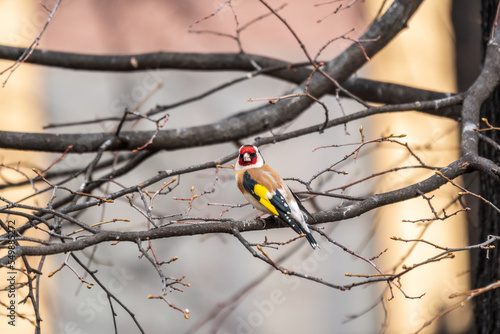 The European goldfinch or simply the goldfinch, Carduelis carduelis, sits on a branch in spring on green background. The European goldfinch in wildlife.