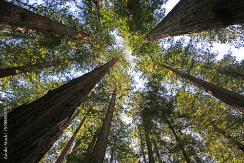 Looking up in sequoia forest - Redwood National Park, California © jerzy