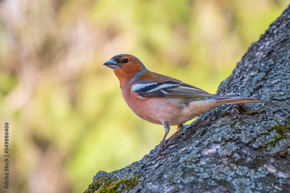 Common chaffinch, Fringilla coelebs, sits on a tree. Common chaffinch in wildlife. Common chaffinch, Fringilla coelebs, sits on a tree. Common chaffinch in wildlife.