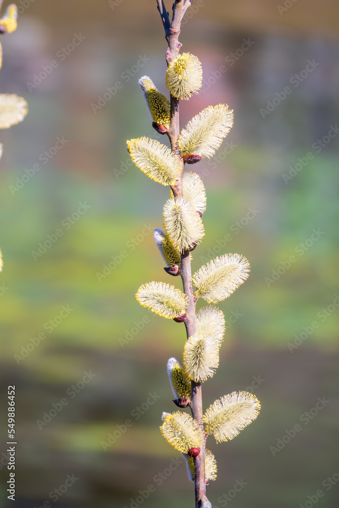 Nature awakes in spring. Blooming willow twigs and furry willow-catkins, so called seals or cats. Holly willow, Salix caprea, is a national symbol of Ukraine. Nature awakes in spring. Blooming willow twigs and furry willow-catkins, so called seals or cats. Holly willow, Salix caprea, is a national symbol of Ukraine.