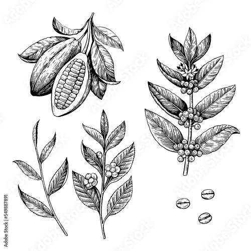 Cocoa beans, tea and coffee branches. Vector illustration in engraving style isolated on white background. 