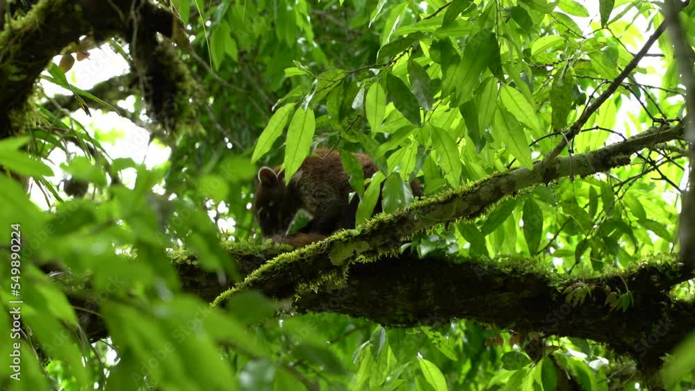 Unique animal eating fruits standing on a tree in Tikal, Guatemala Unique animal eating fruits standing on a tree in Tikal, Guatemala