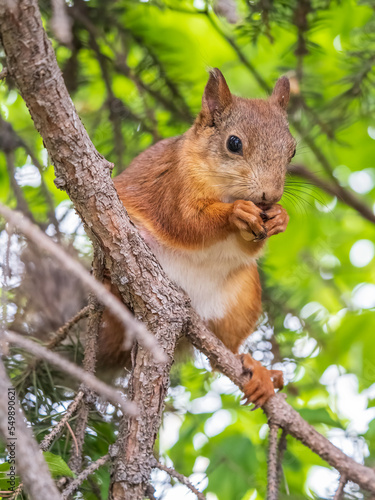 The squirrel with nut sits on a branches in the spring or summer.