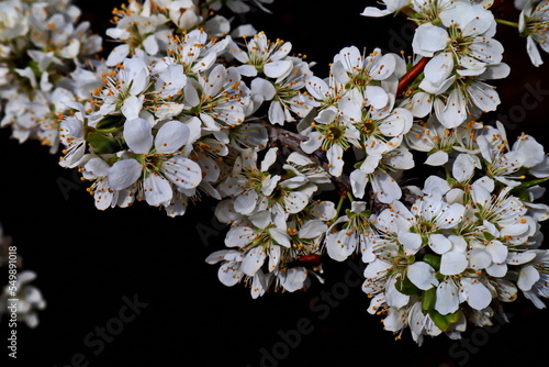 Bright cherry blossoms on a black background