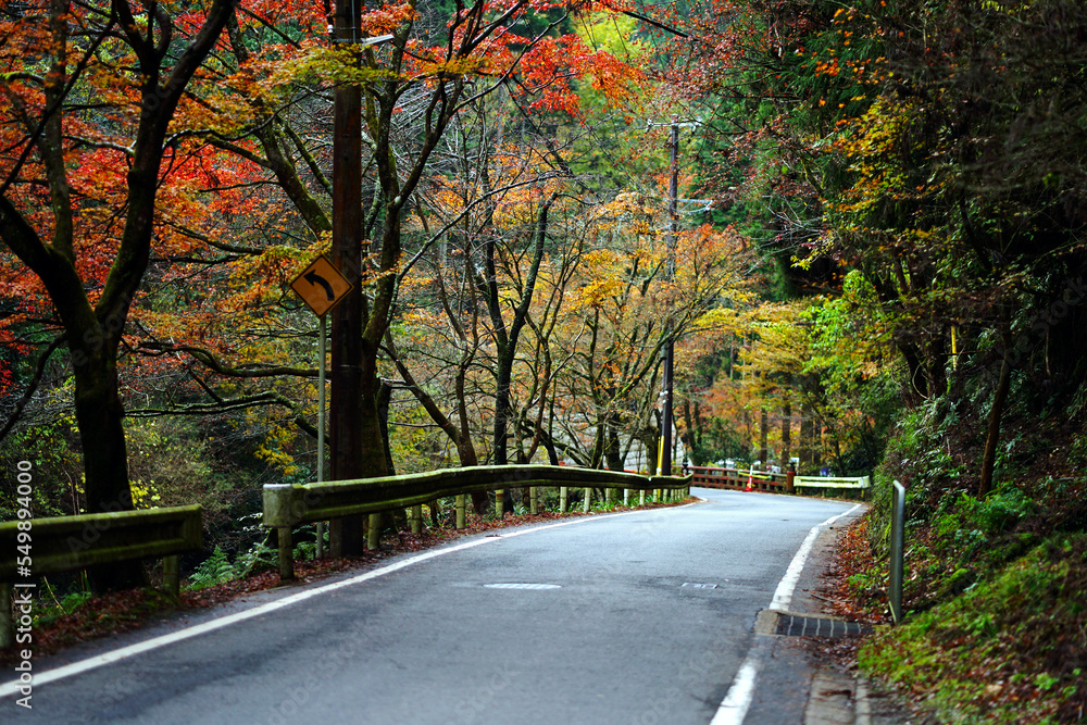 Empty road in the Jungle with beautiful maple leaves in Autumn season.