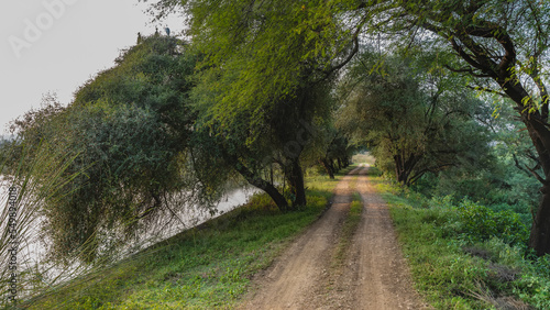 A dirt road runs along the lakeshore in the jungle. Ruts are visible. Green grass on the roadsides. The trees bent over the water. India. Sariska National Park photo