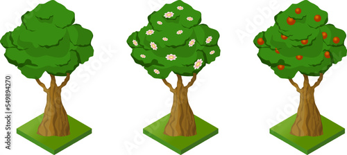 Isometric growth apple tree, nature plant. isolated vector illustration Tree Set of illustrations with phases plant growth. Flat style. growing tree