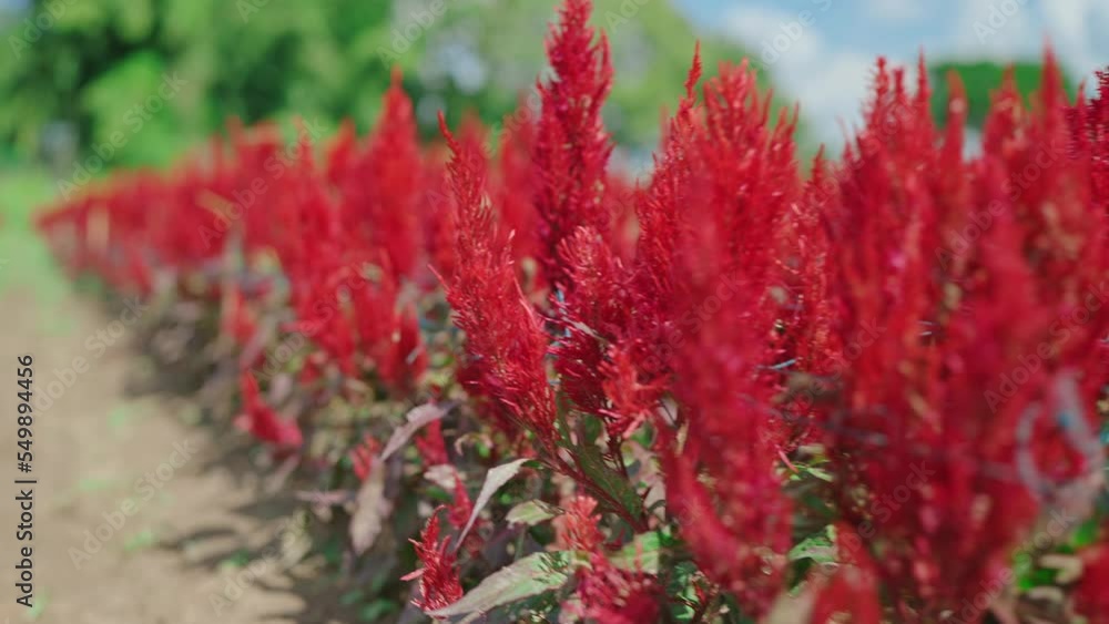 Close up colorful blooming cocks comb, Celosia plumosa or Celosia argentea. Red Flower Close up colorful blooming cocks comb, Celosia plumosa or Celosia argentea. Red Flower