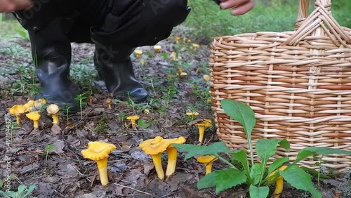 A man mushrooms a chanterelle in the forest and puts it in a basket.