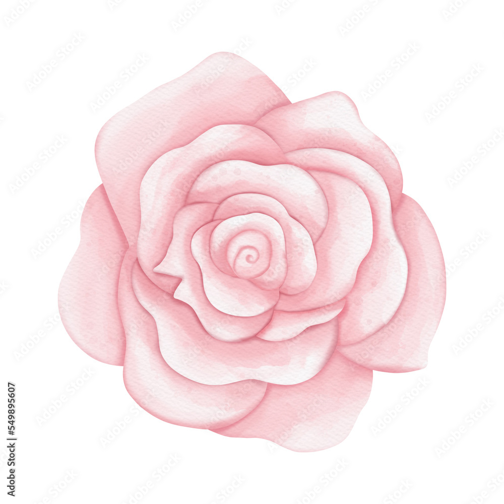 Rose hand drawn illustration Rose hand drawn illustration