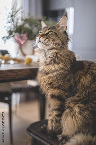 Maine Coon cat sits at the table next to the Christmas decor.