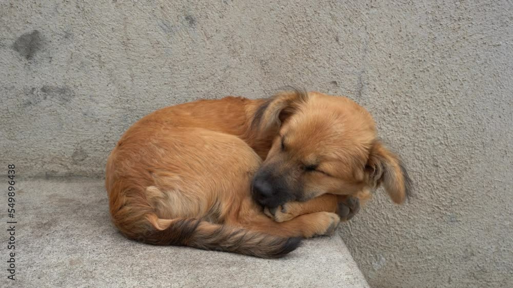 A dog sleeping in the old village on Antigua, at the base of the Acatenango volcano A dog sleeping in the old village on Antigua, at the base of the Acatenango volcano