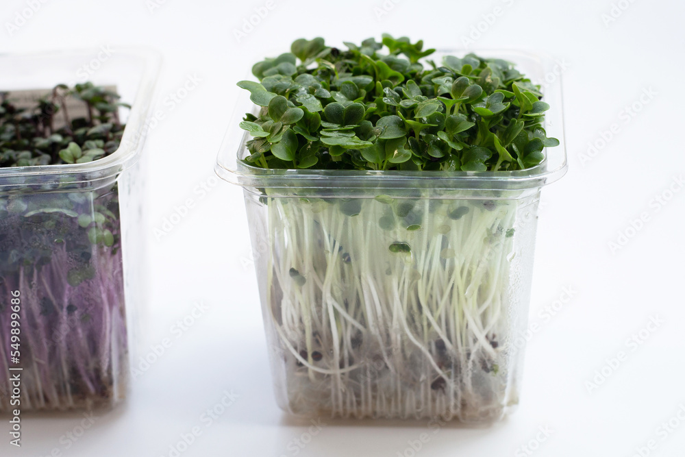 Kale sprouts with red cabbage sprouts on white background. Kale sprouts with red cabbage sprouts on white background.