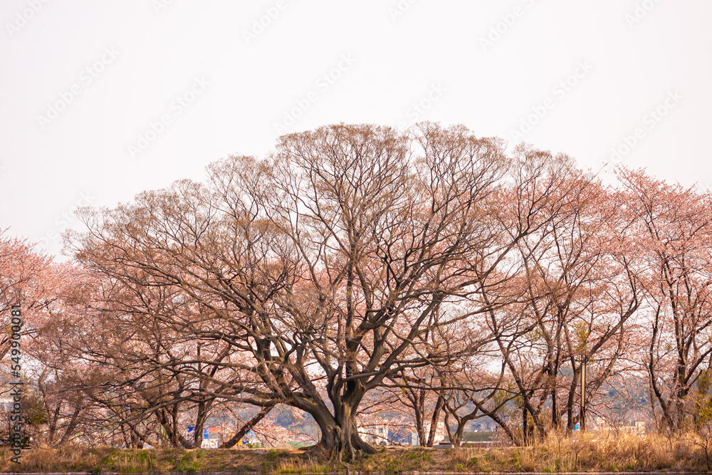 Cherry blossoms  busan city in south korea.