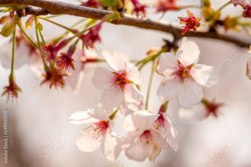 Cherry blossoms  busan city in south korea. © Jemang