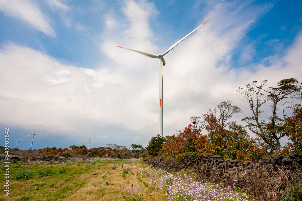 Landscape of canola flowers with wind generator in Gapado Island of Jeju Island, Korea. Landscape of canola flowers with wind generator in Gapado Island of Jeju Island, Korea.