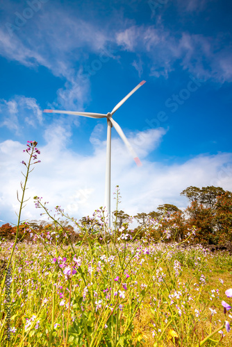 Landscape of  canola flowers with wind generator in Gapado Island of Jeju Island, Korea. photo