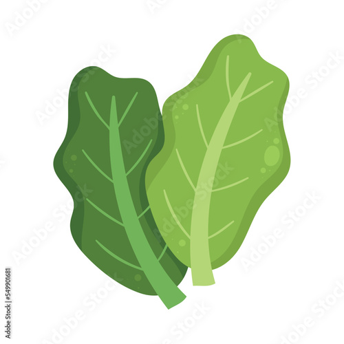 fresh lettuce vegetable
