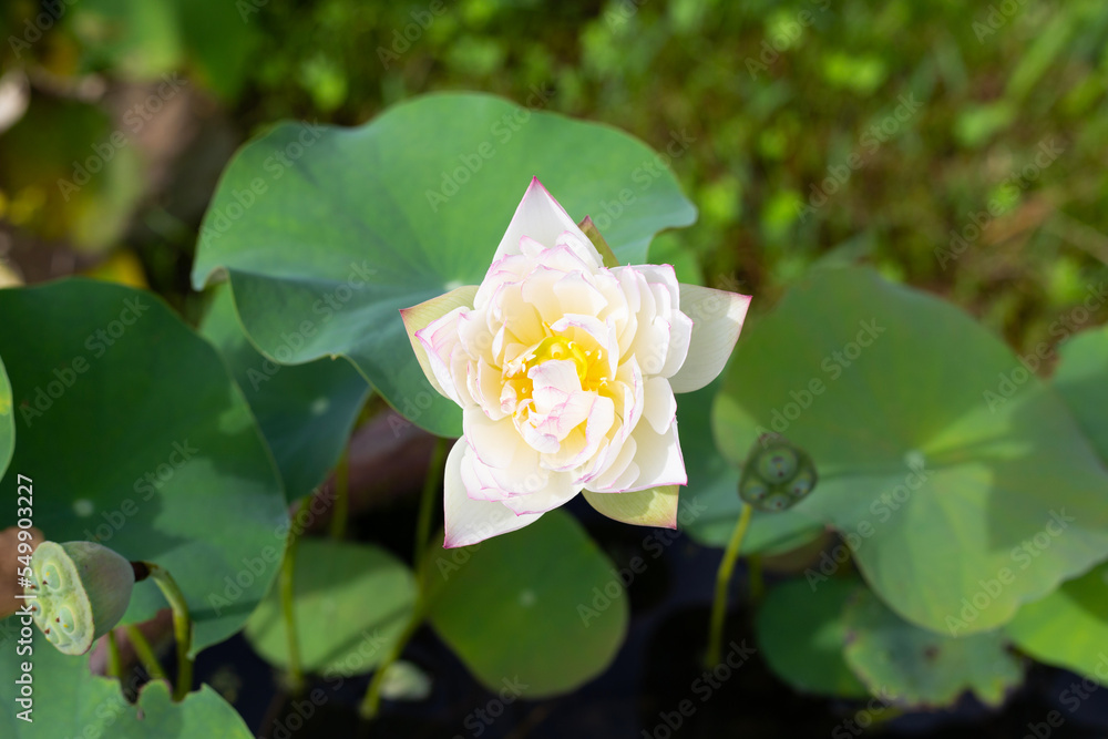 Lotus flower blooming in pond with green leaves Lotus flower blooming in pond with green leaves