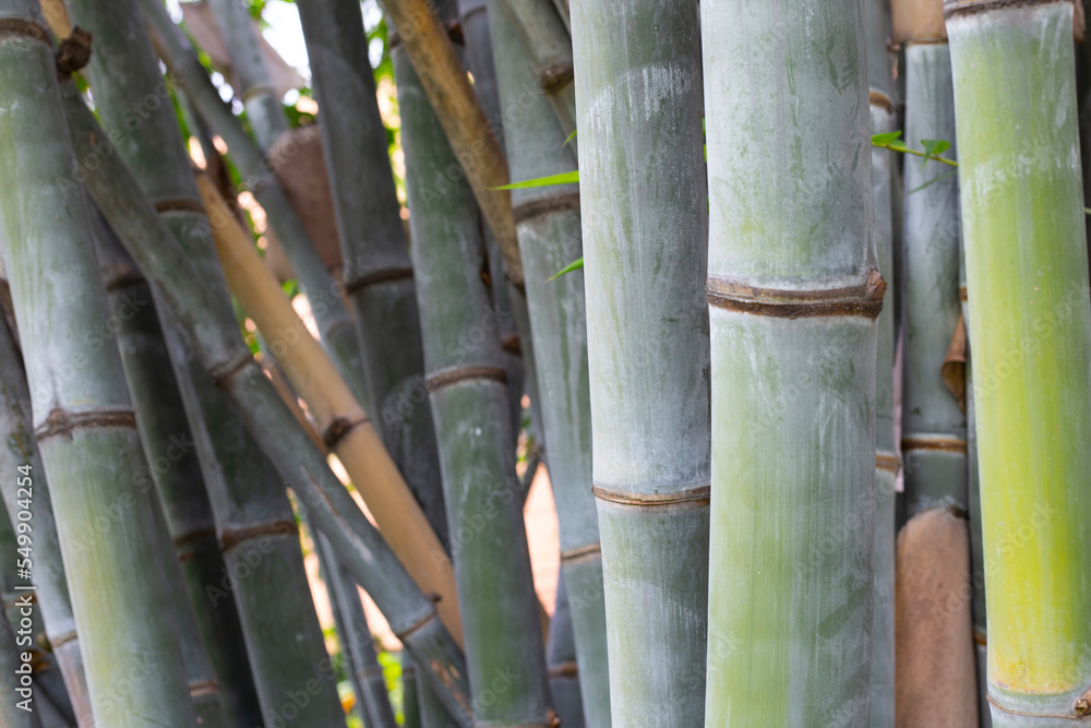 Bamboo plant in the garden Bamboo plant in the garden