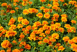 Marigold flower in the garden