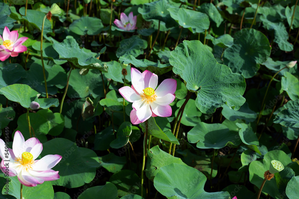 Pink lotus flower blooming in pond with green leaves Pink lotus flower blooming in pond with green leaves