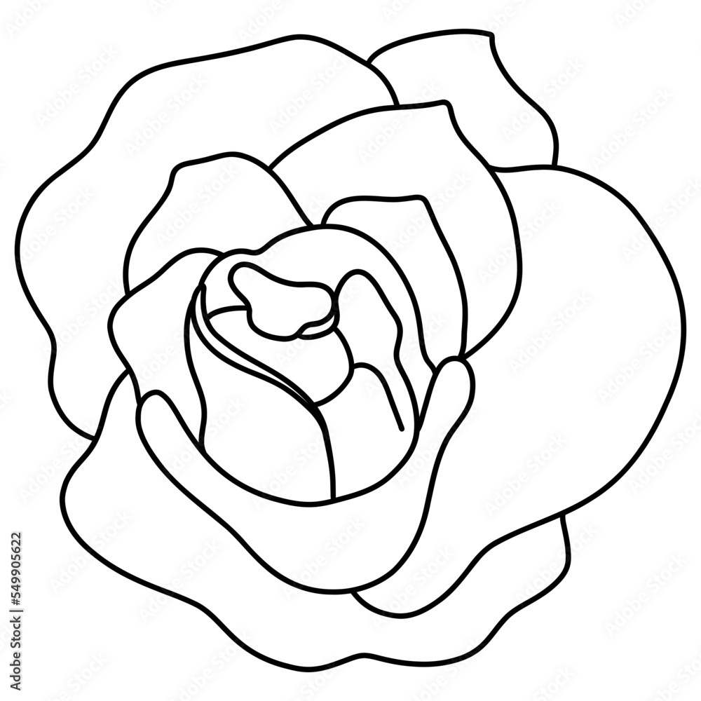 Rose hand drawn illustration Rose hand drawn illustration