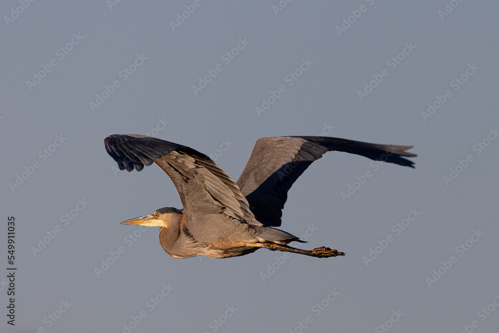 Fototapeta premium Great blue heron in beautiful light, seen in the wild in South Oregon