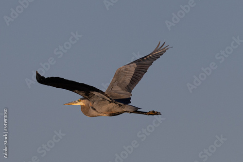 Great blue heron in beautiful light  seen in the wild in South Oregon