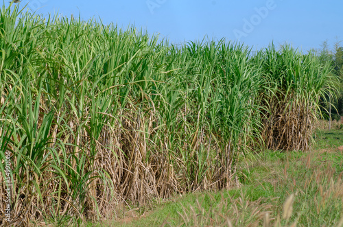 sugar cane field  sugarcane in the field growing