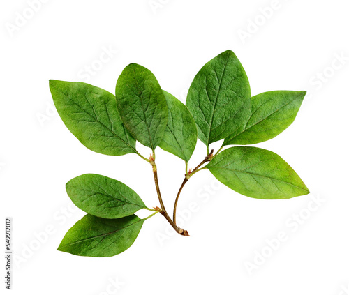 Twig with green leaves isolated