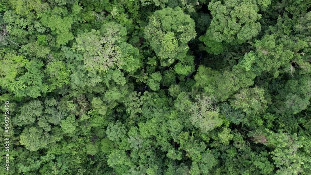 Dense jungle canopy of lush rainforest trees in La Fortuna, Costa Rica. Dense jungle canopy of lush rainforest trees in La Fortuna, Costa Rica.