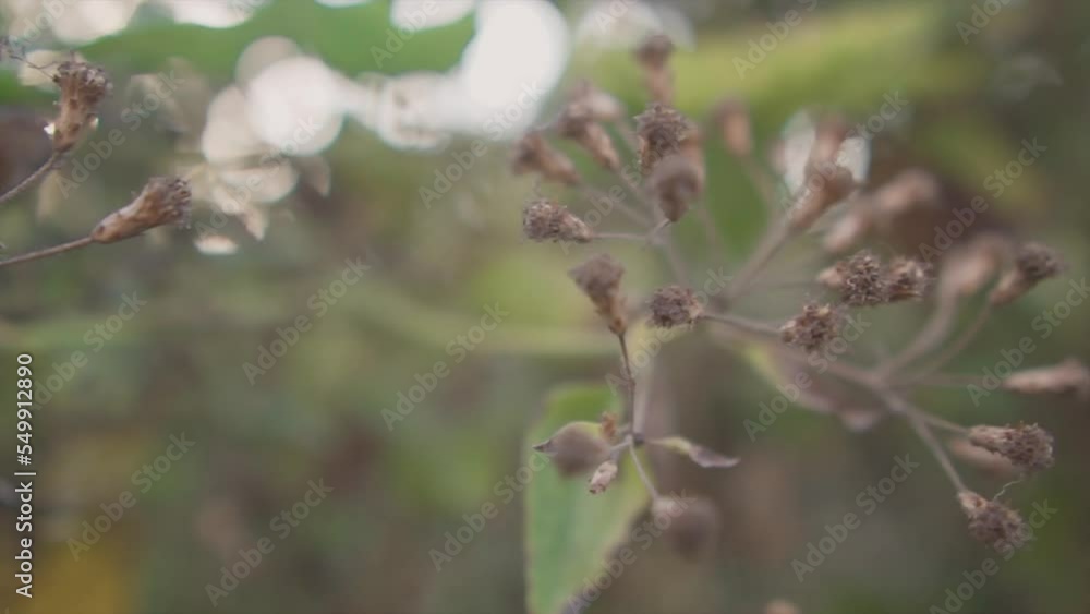 Cinematic slow pace blooming horse weed plant. Blooming tree. Cinematic slow pace blooming horse weed plant. Blooming tree.
