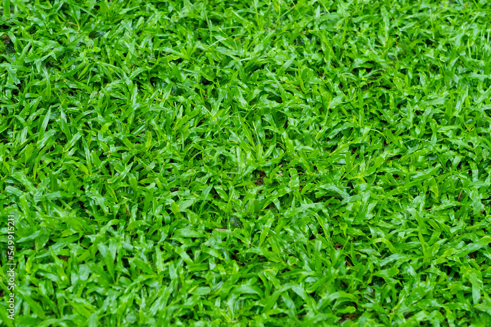 Green grass background, football field Green grass background, football field