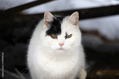 White cat with a black spot on his face sitting on a snow on winter street and looking angry into camera