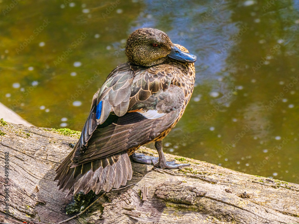 Obraz premium Solo Duck On Log