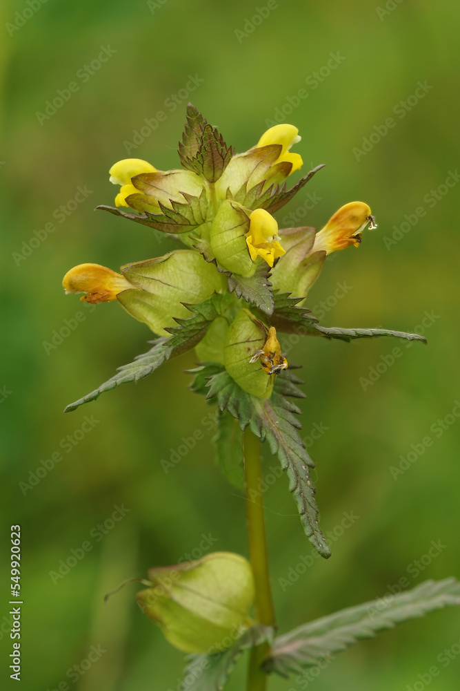 Natural vertical closeup on a little yellow rattle, Rhinanthus minor, a plant parasite species Natural vertical closeup on a little yellow rattle, Rhinanthus minor, a plant parasite species