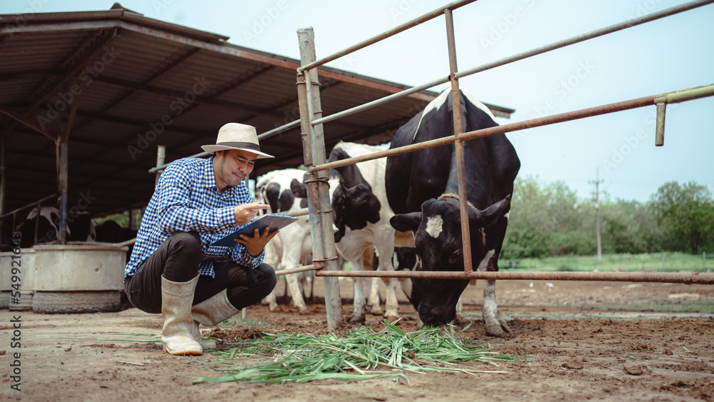 male farmer working and checking on his livestock in the dairy farm