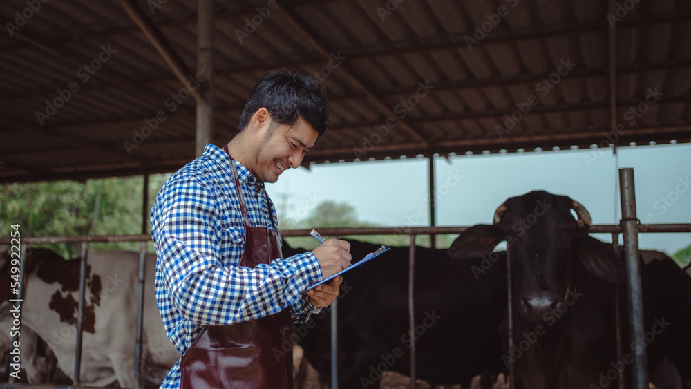 male farmer working and checking on his livestock in the dairy farm .Agriculture industry, farming and animal husbandry concept ,Cow on dairy farm eating hay. Cowshed.