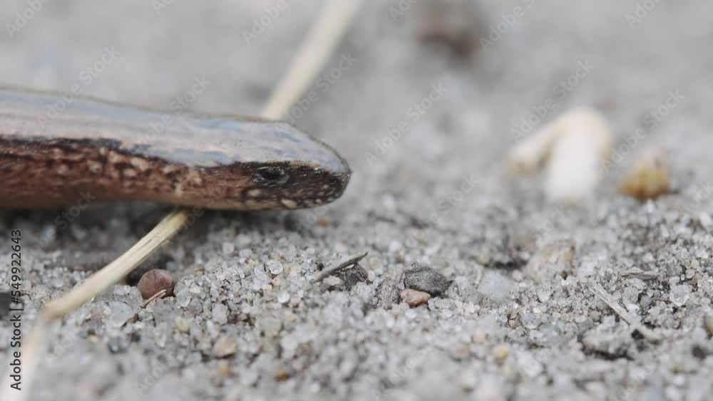 Slow worm legless lizard reptile head closeup macro detail, pan, day Slow worm legless lizard reptile head closeup macro detail, pan, day