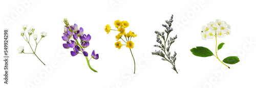Set of small flowers of berberis, spirea, limonium, lupine and gypsophila isolated on white or transparent background photo