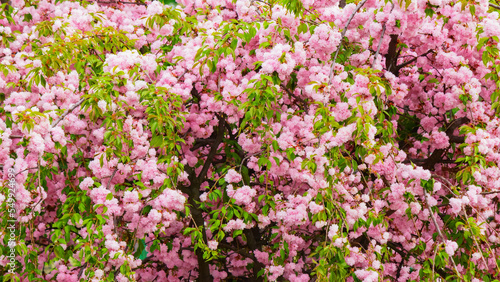 lush blossom of sakura branches. spring garden background