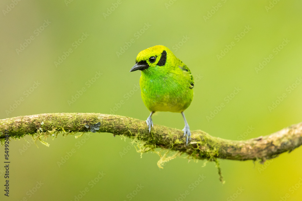 Obraz premium Emerald tanager (Tangara florida) is a species of bird in the tanager family Thraupidae. It is found in Colombia, Costa Rica, Ecuador, and Panama.