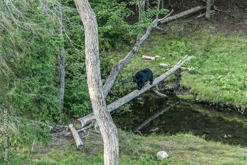 Black Bear mother and baby cub climbing in a tree top summer time, Acadieville New Brunswick Canada photo