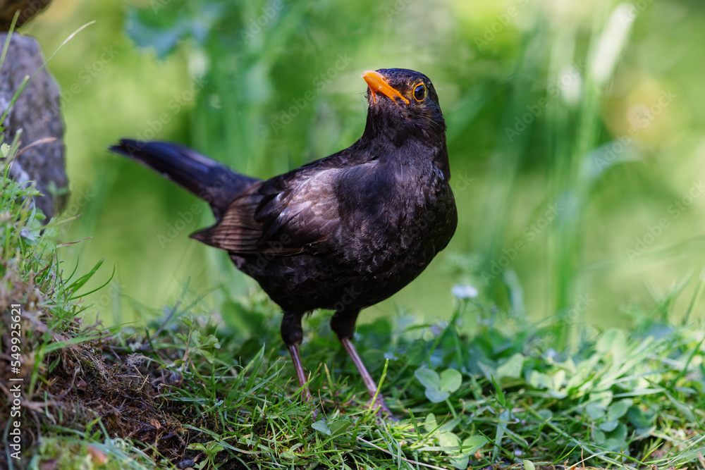 Common blackbird (Turdus merula) sitting at a pond in spring. Common blackbird (Turdus merula) sitting at a pond in spring.
