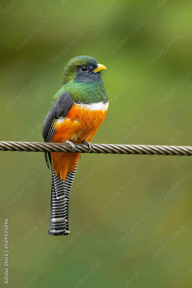 Collared trogon (Trogon collaris) is a near passerine bird in family Trogonidae, the quetzals and trogons. It is found in Mexico, throughout Central America, and in northern South America Collared trogon (Trogon collaris) is a near passerine bird in family Trogonidae, the quetzals and trogons. It is found in Mexico, throughout Central America, and in northern South America