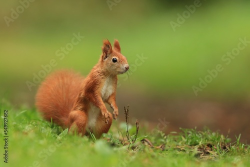 A cute young red squirrel posing in the grass.  Sciurus vulgaris. Wildlife scene with a cute animal. 