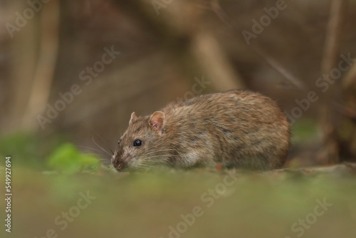 
Brown rat (Rattus norvegicus) is one of the best known and most common rats. Wildlife scene from nature.